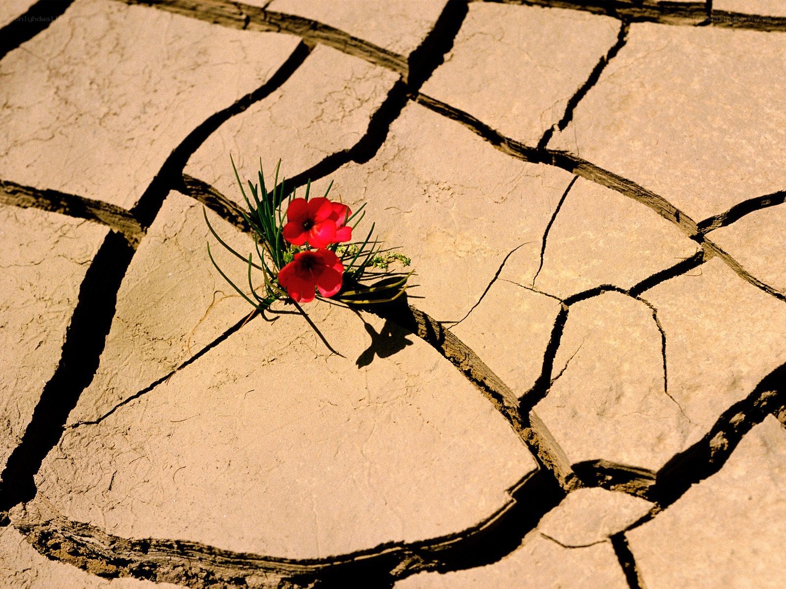 Flower in cracked earth