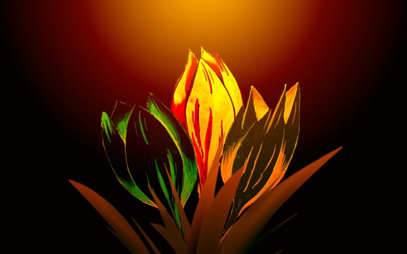Flower in Dark Background