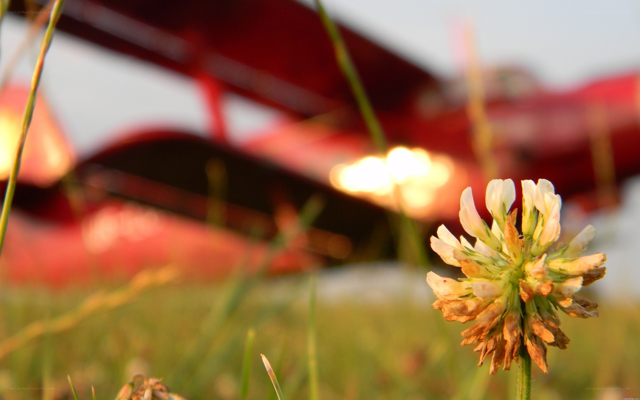 flower in field with red plane