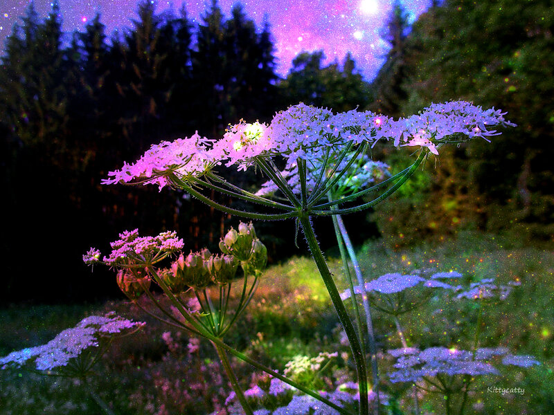 Flower in Forest