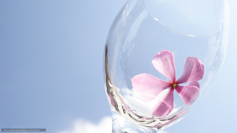 flower in glass against blue sky