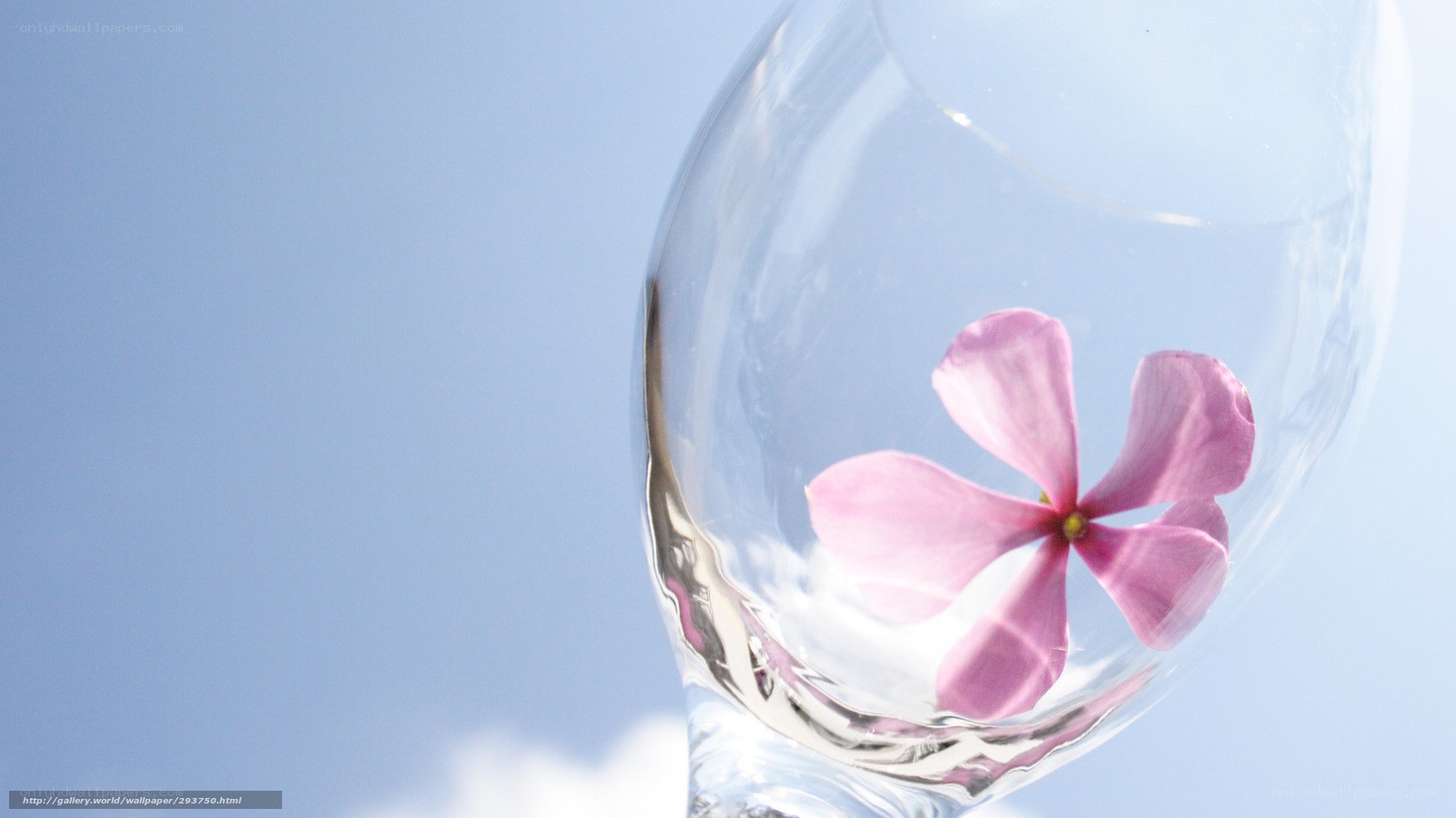 flower in glass against blue sky