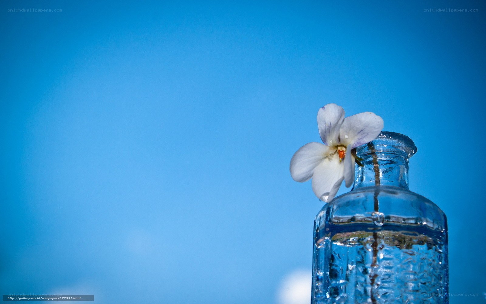 flower in glass bottle