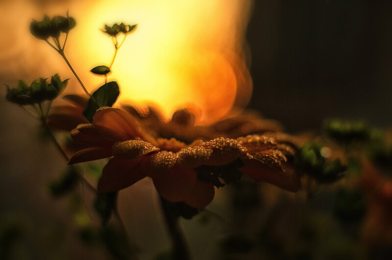 Flower in Golden Light