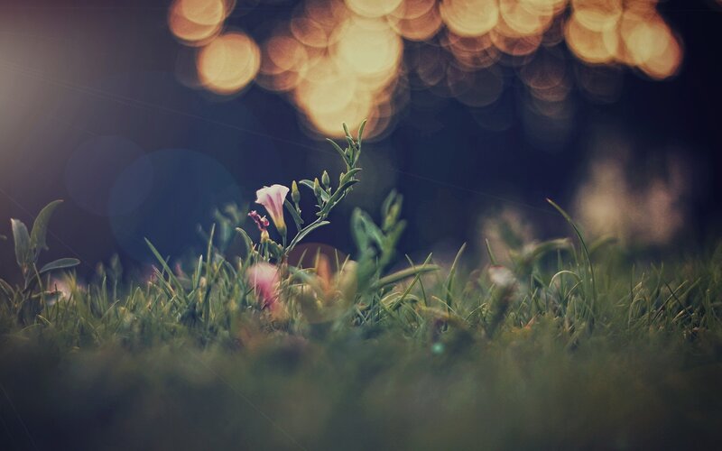 flower in grass at dusk