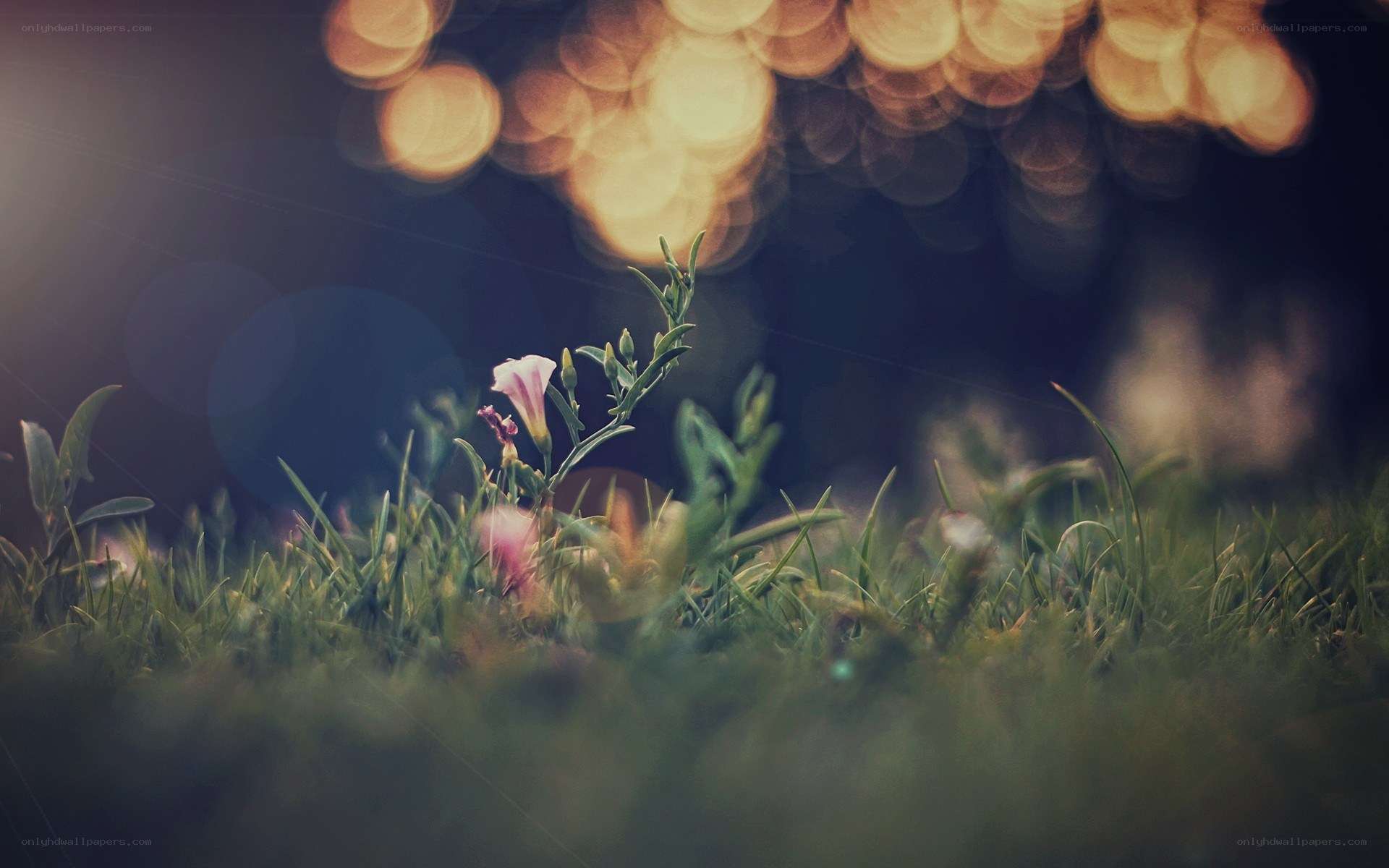flower in grass at dusk