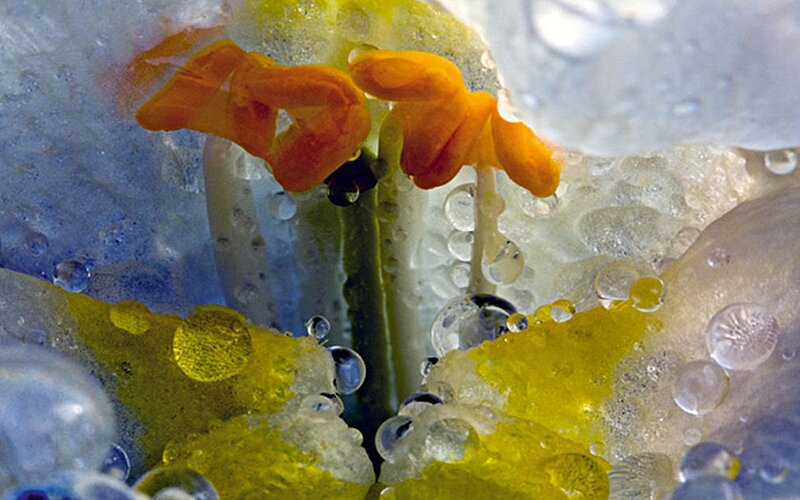 Flower in Ice