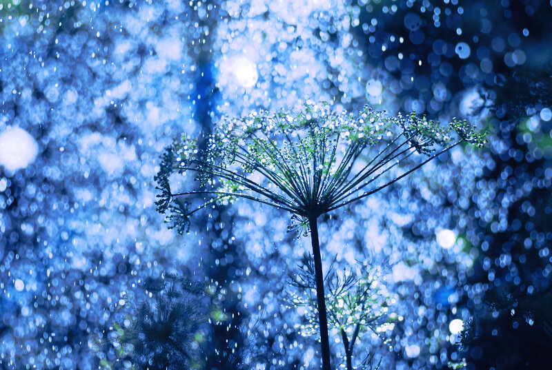 Flower in Rain