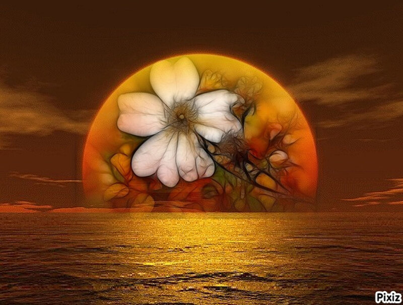 Flower in Sunset