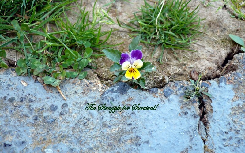 Flower in the crack