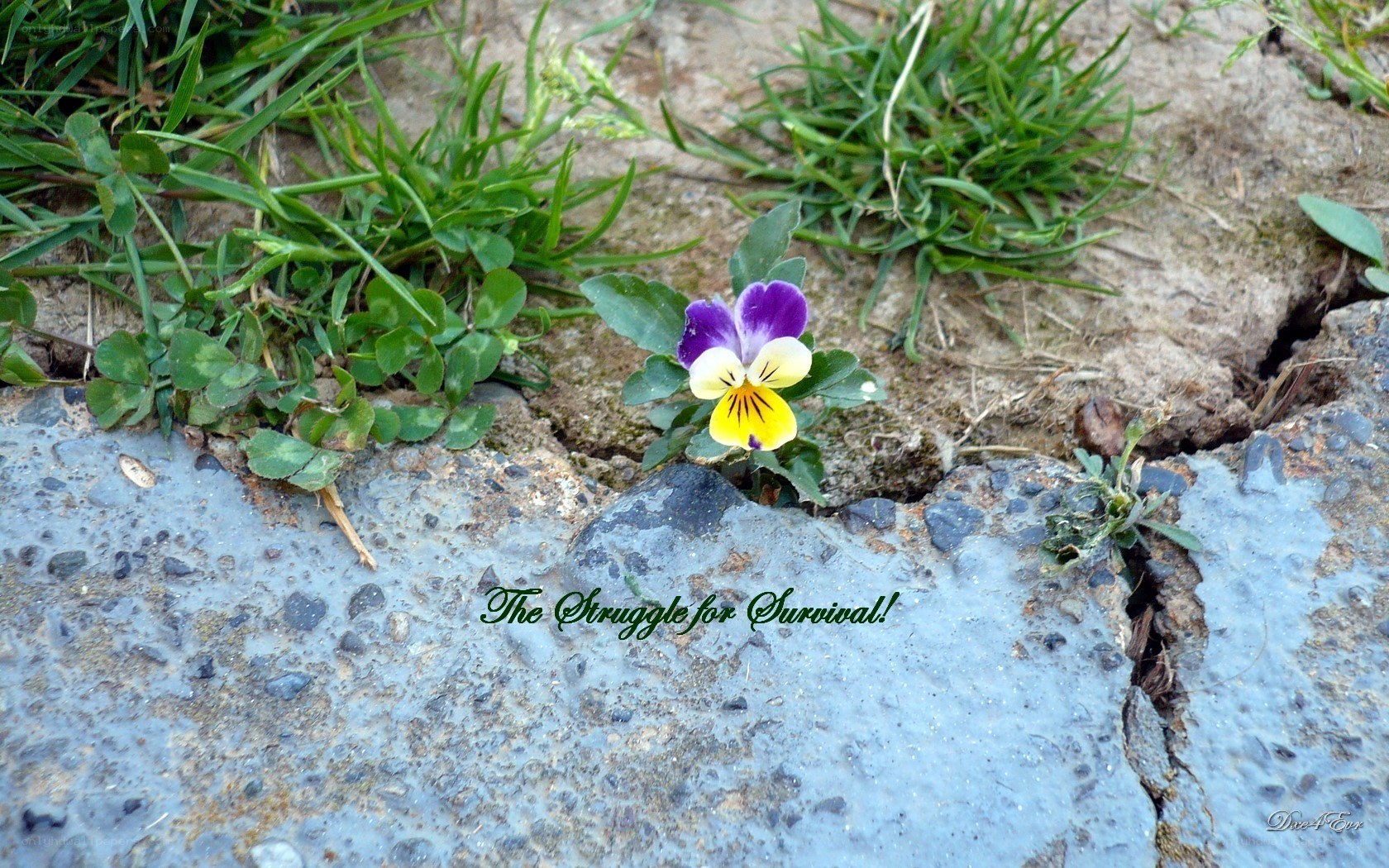 Flower in the crack