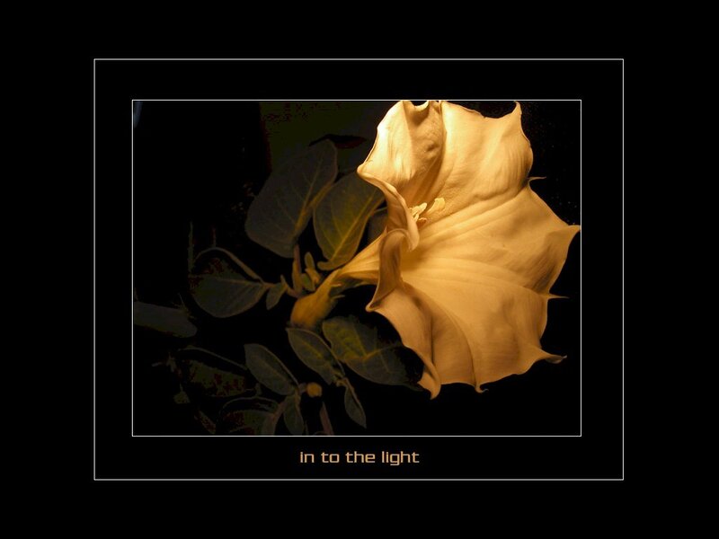 flower in the light