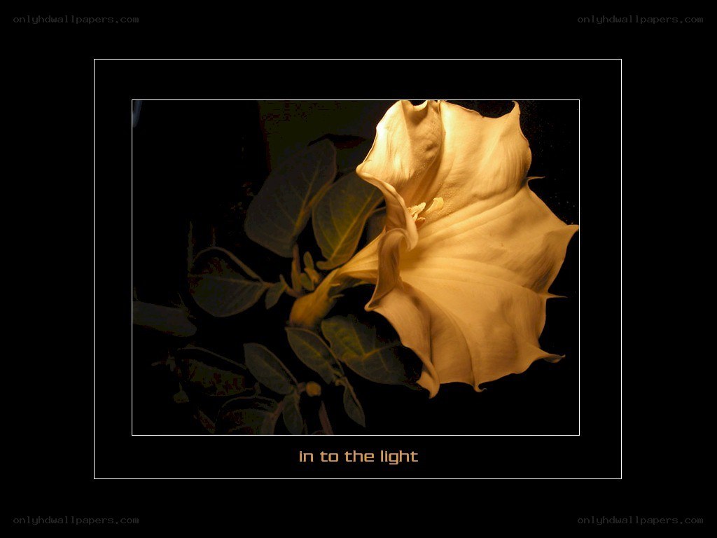 flower in the light