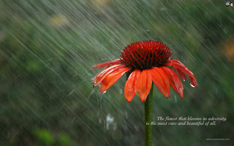 flower in the rain