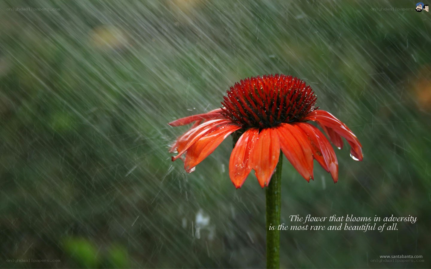 flower in the rain