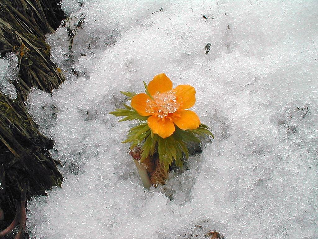 flower in the snow