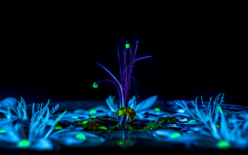 Flower in Water — Blue
