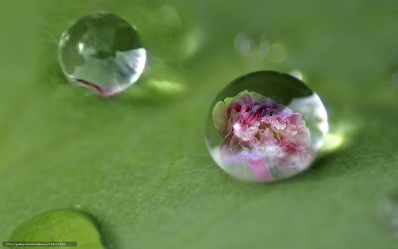 Flower in Water Droplet — Green