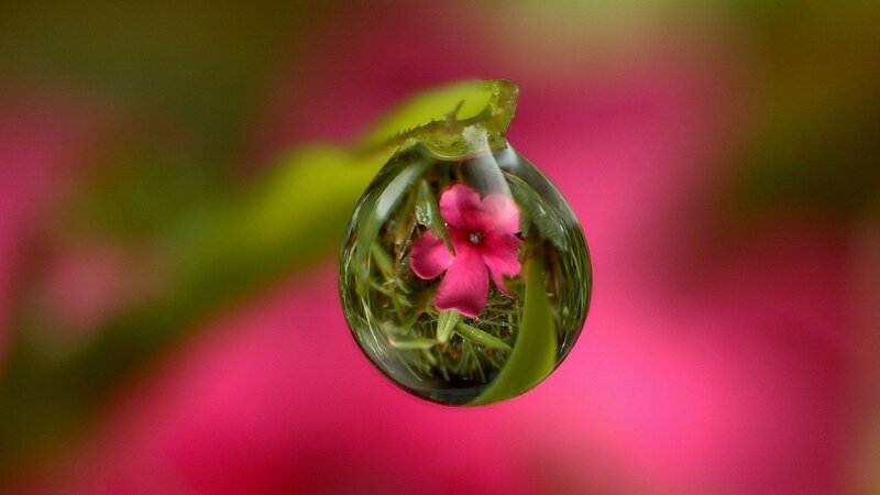 Flower in Water Droplet — Pink, Serene