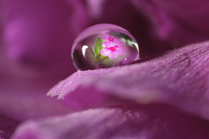 Flower in Water Droplet — Purple