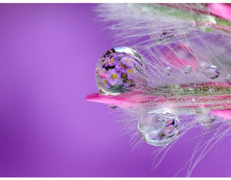 Flower in Water Droplet
