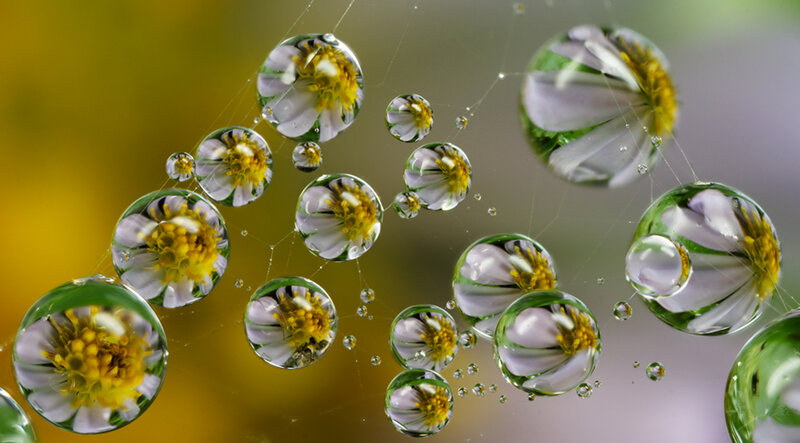 Flower in Water Droplets — Green, Serene