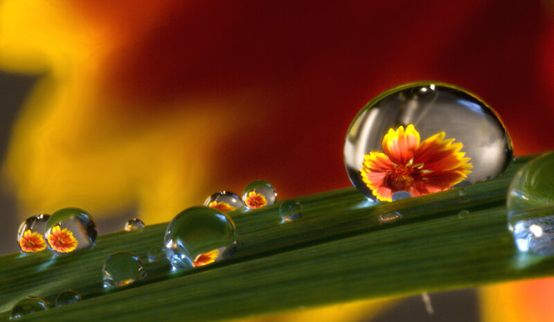 Flower in Water Droplets — Green