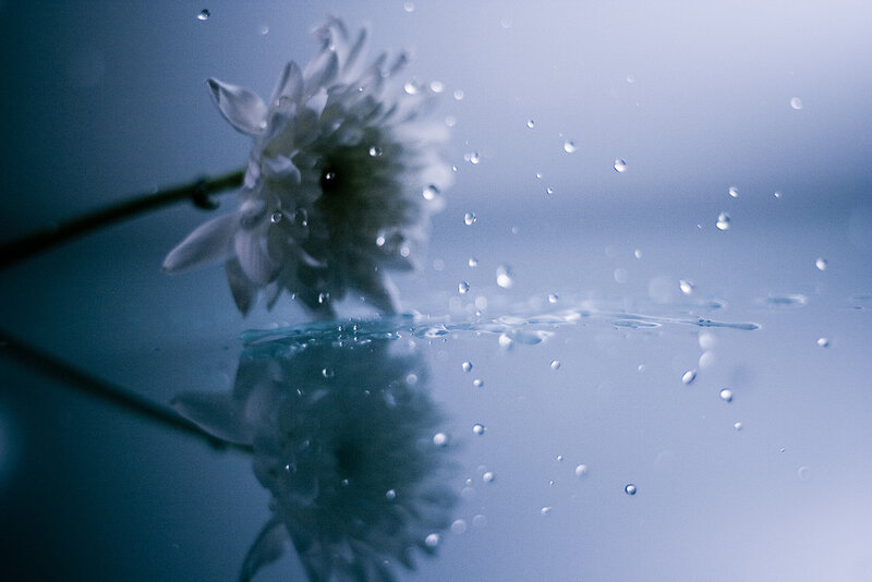 flower in water droplets