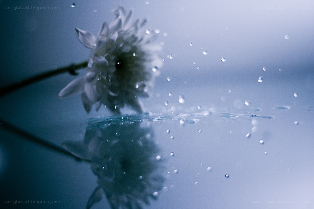 flower in water droplets