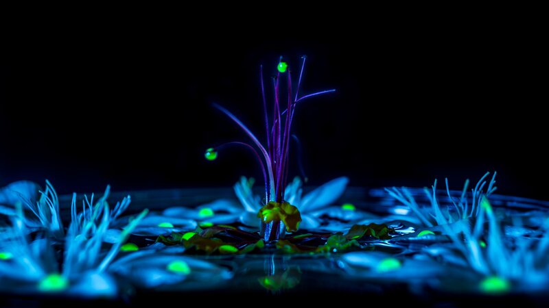 Flower in Water