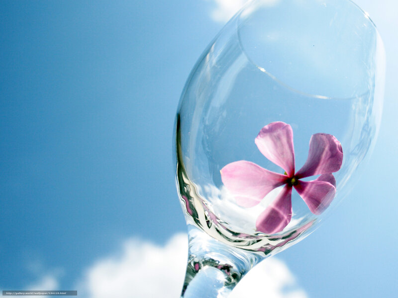 flower in wine glass