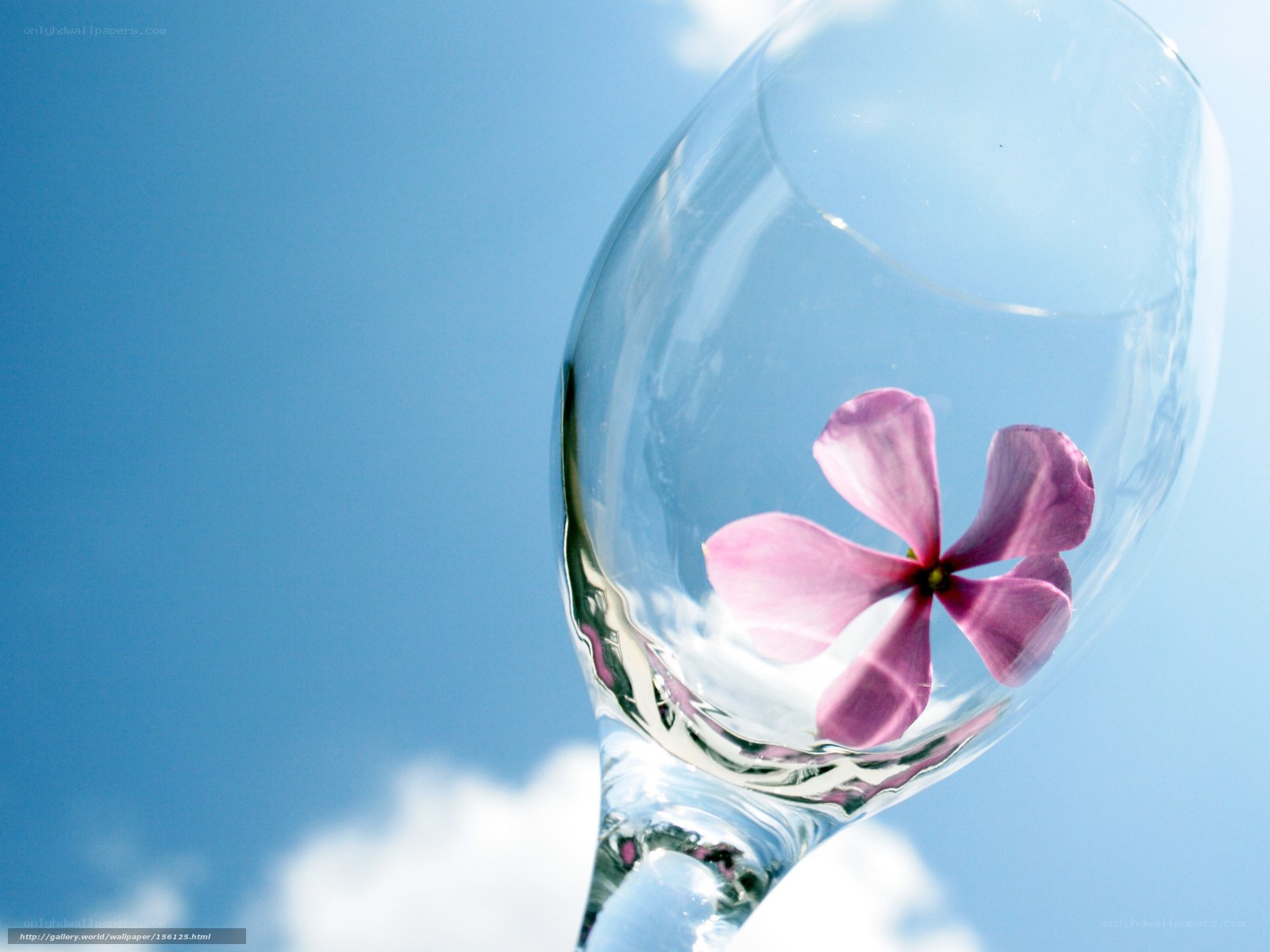 flower in wine glass