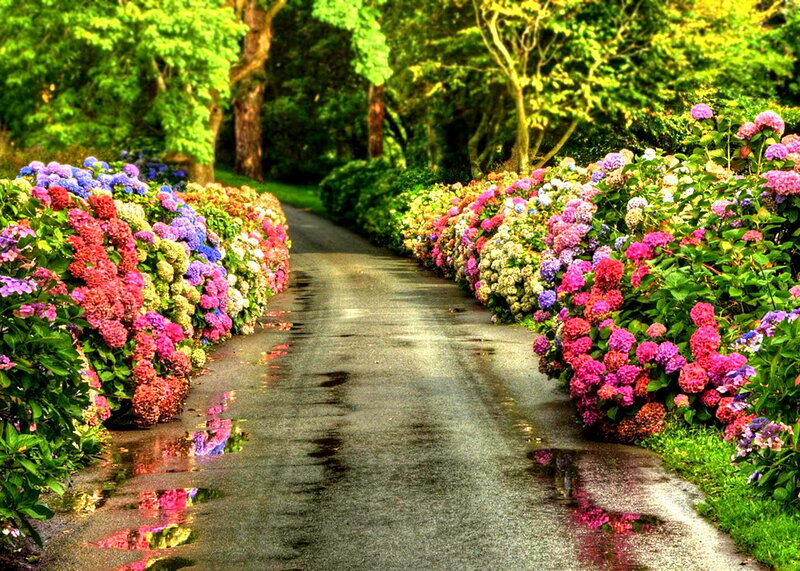 Flower-lined Garden Path — Green, Serene