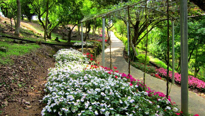 Flower-lined Garden Path — Green