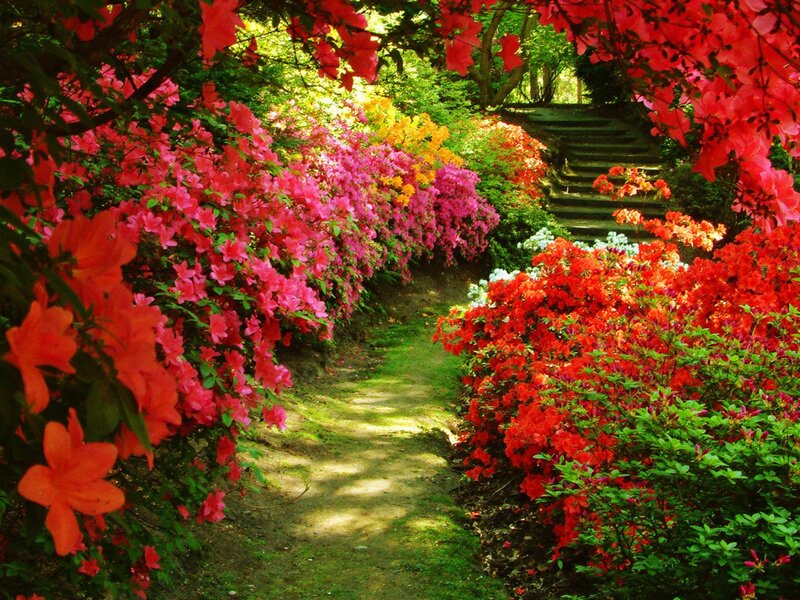Flower-lined Garden Path — Red, Serene, Spring, Photograph