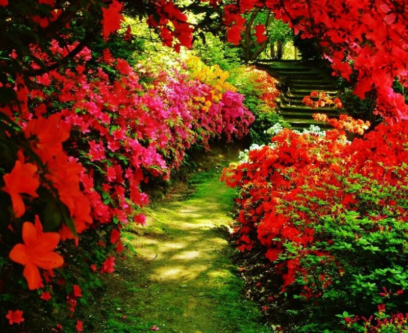 Flower-lined Garden Path — Red, Serene