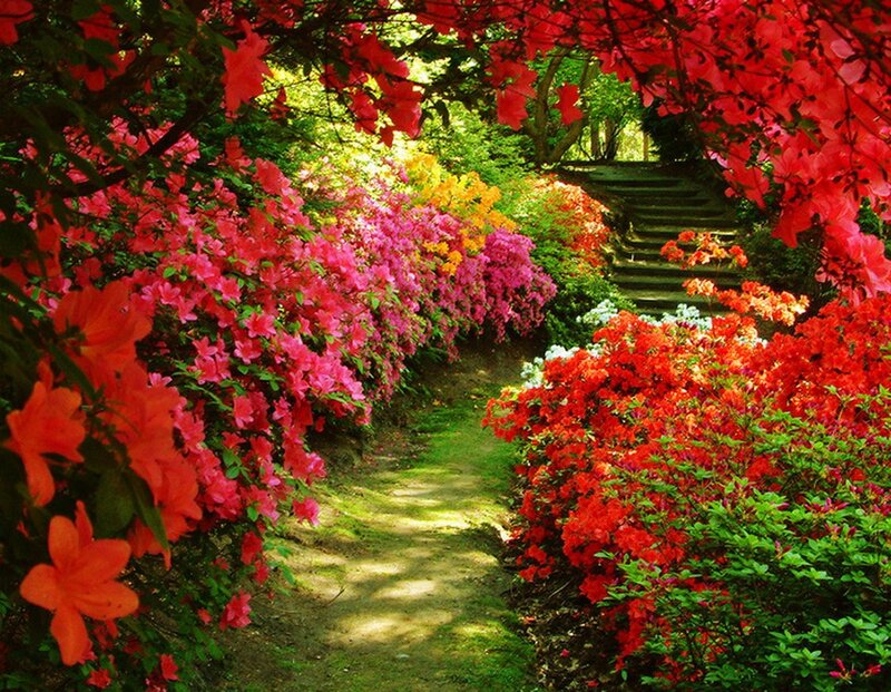 Flower-lined Garden Path — Red