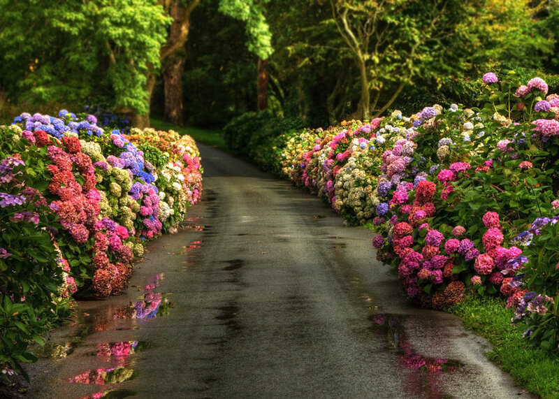 Flower-lined Garden Path