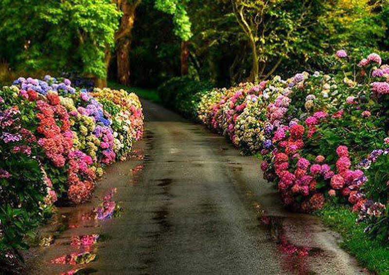 Flower-lined Path — Green