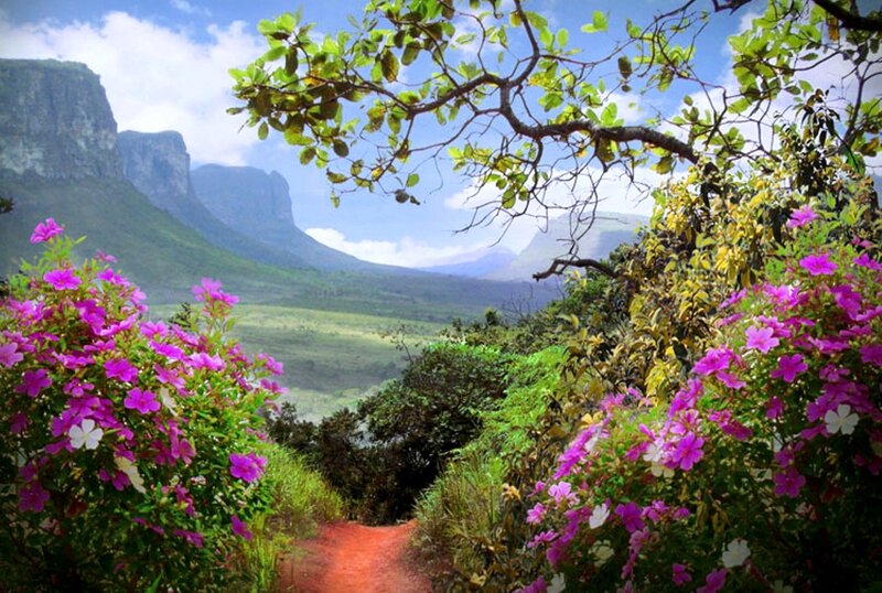 Flower-lined Path in Valley