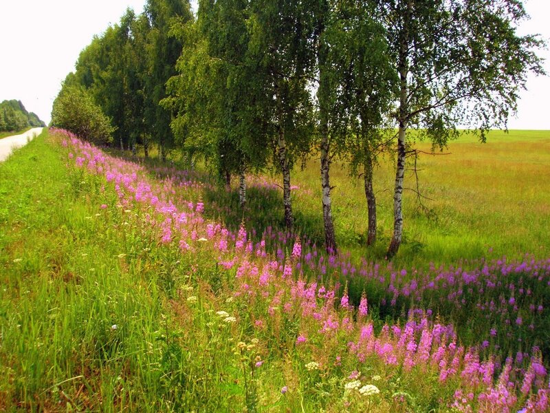 Flower-lined road with birch trees