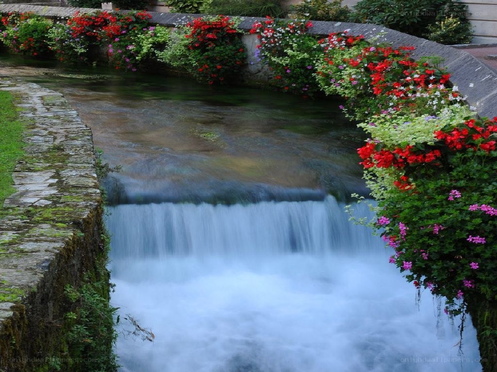 Flower-lined stream with small waterfall