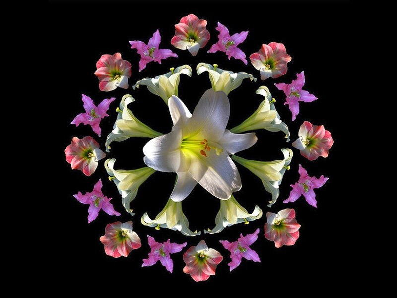 Flower mandala on black background