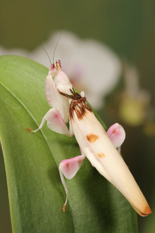 flower mantis on green leaf