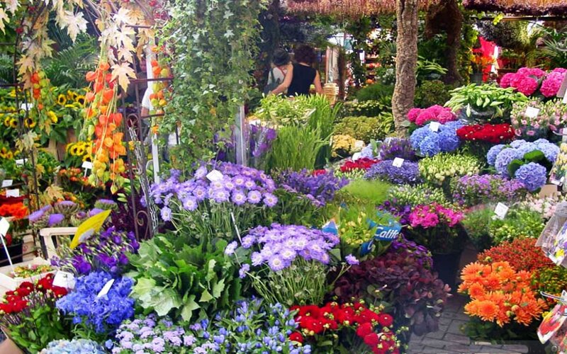 Flower Market Stall — Purple, Lively