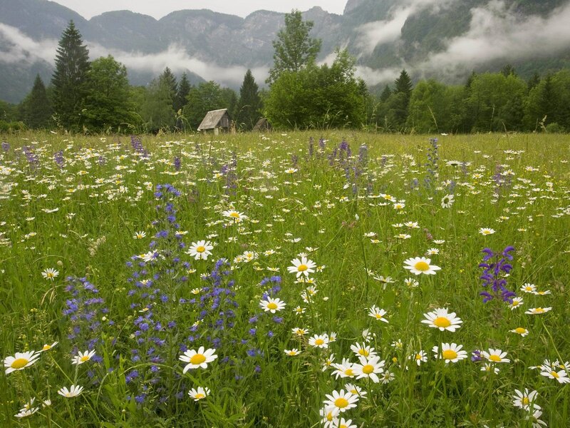 Flower meadow in mountain valley