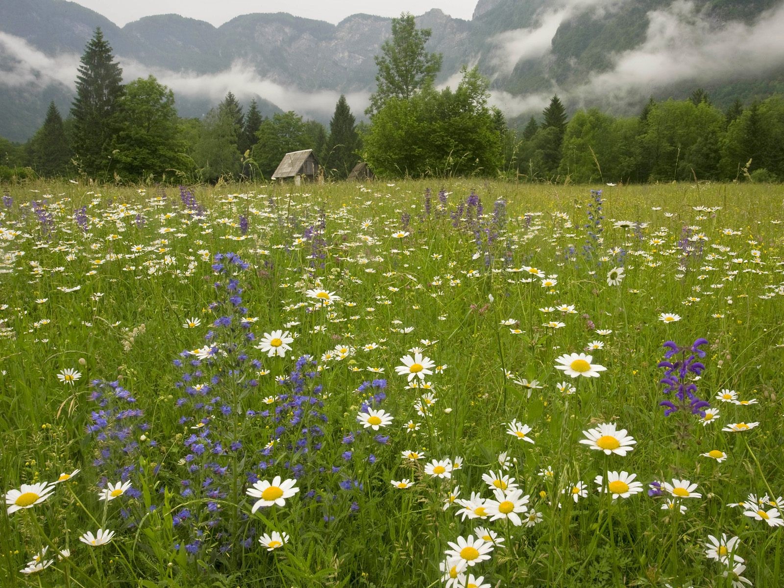 Flower meadow in mountain valley