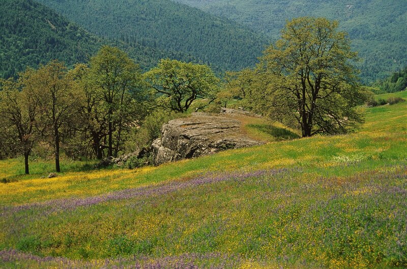 Flower meadow in mountain valley