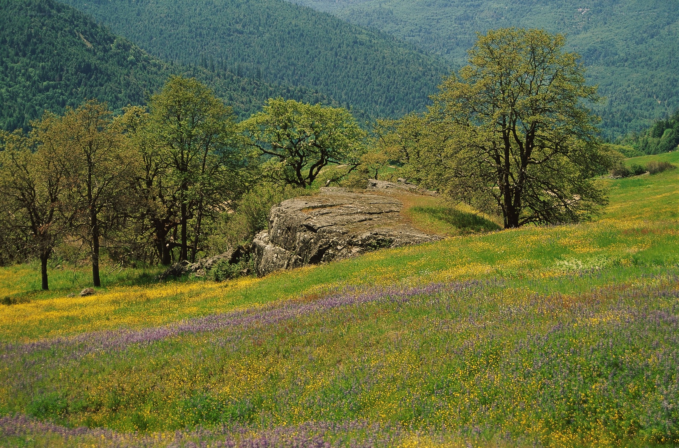 Flower meadow in mountain valley
