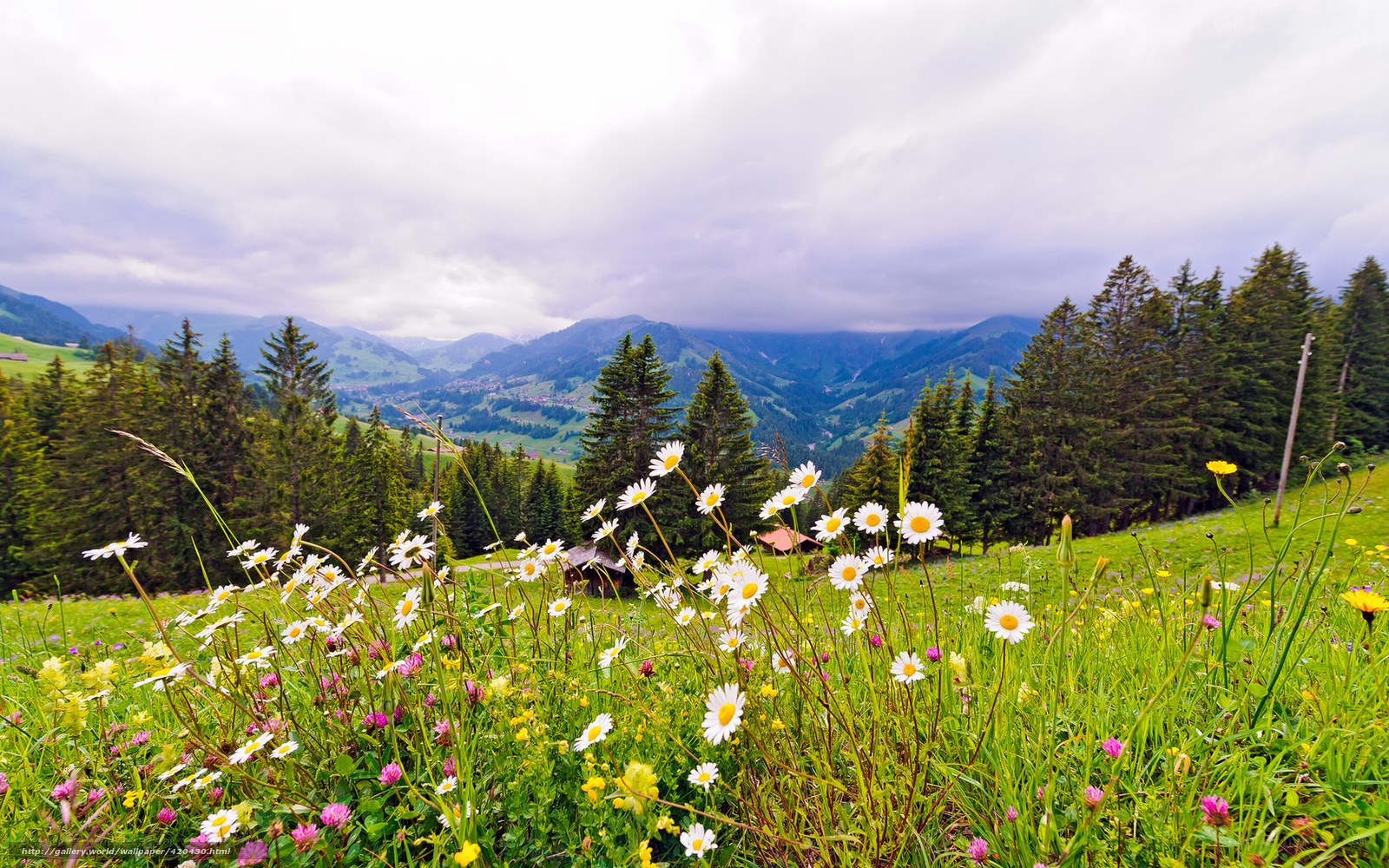 Flower meadow in the mountains